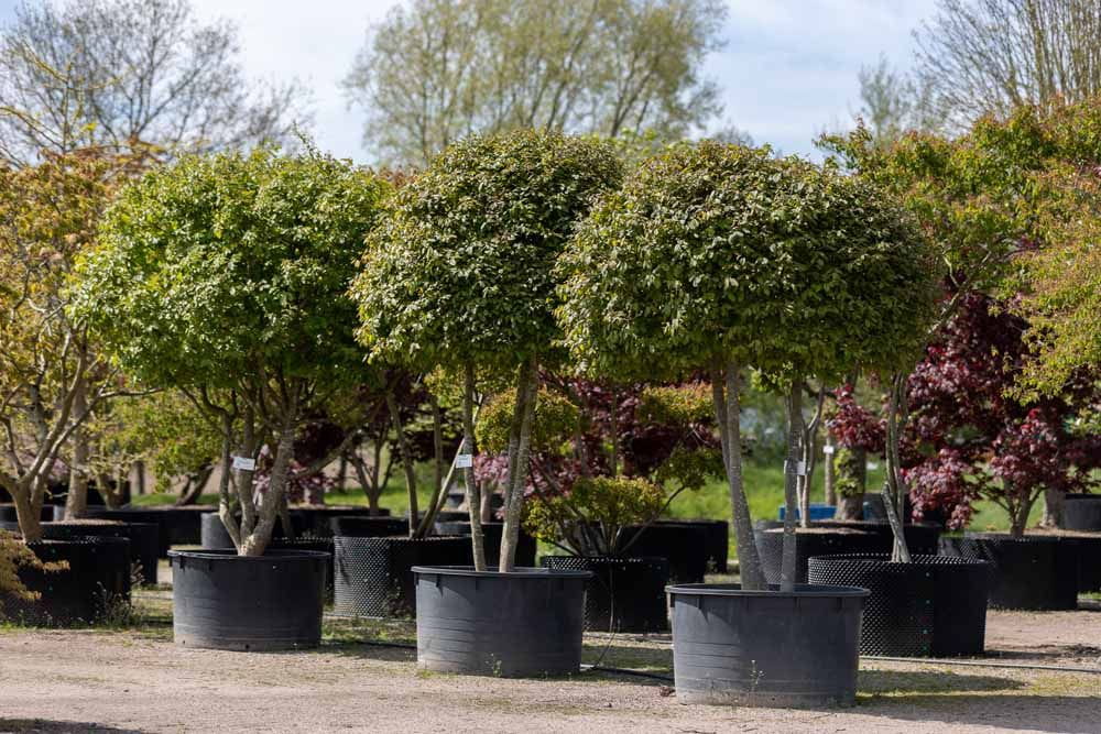 Pflanzen online kaufen Ihr Pflanzenversand Garten von Ehren